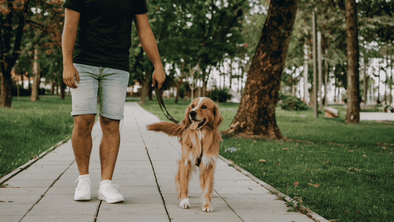 Fotografie einer Person, die mit einem Hund auf einem Weg im Park spazieren geht