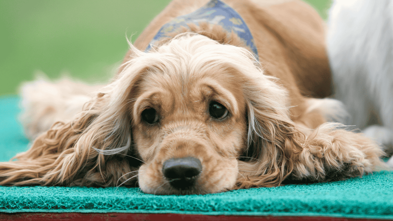Nierenerkrankung Hund: Wasseraufnahme fördern