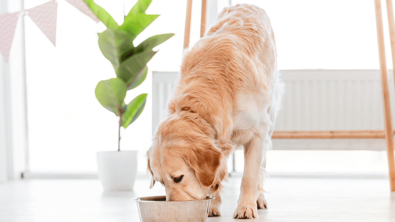 Hund bekommt hypoallergenes Futter während einer Eliminationsdiät.