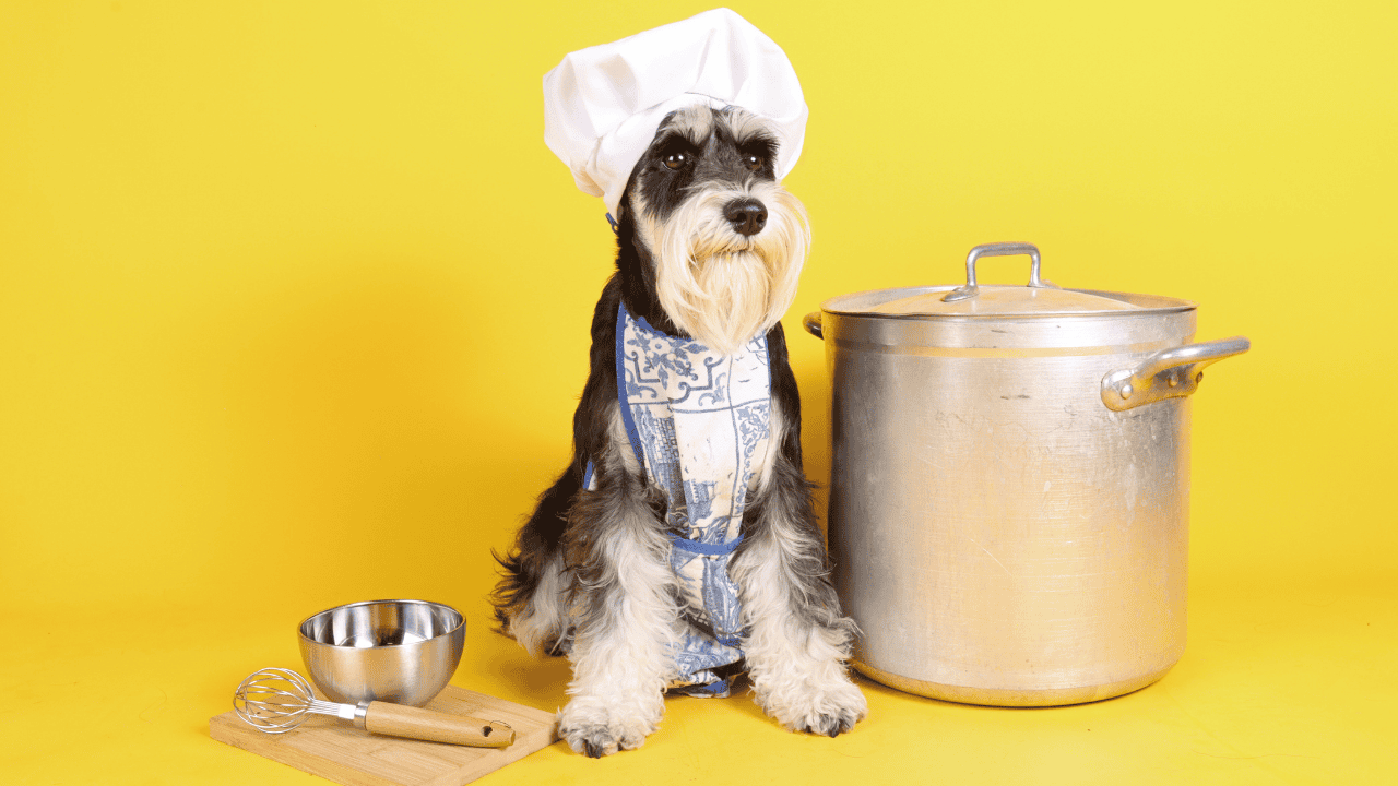 Eliminationsdiät Hund Durchführung – Monoprotein Fütterung.