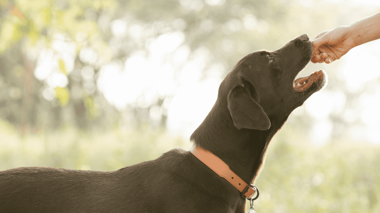 Dürfen Hunde Nüsse essen? Geeignete und gefährliche Nusssorten im Überblick